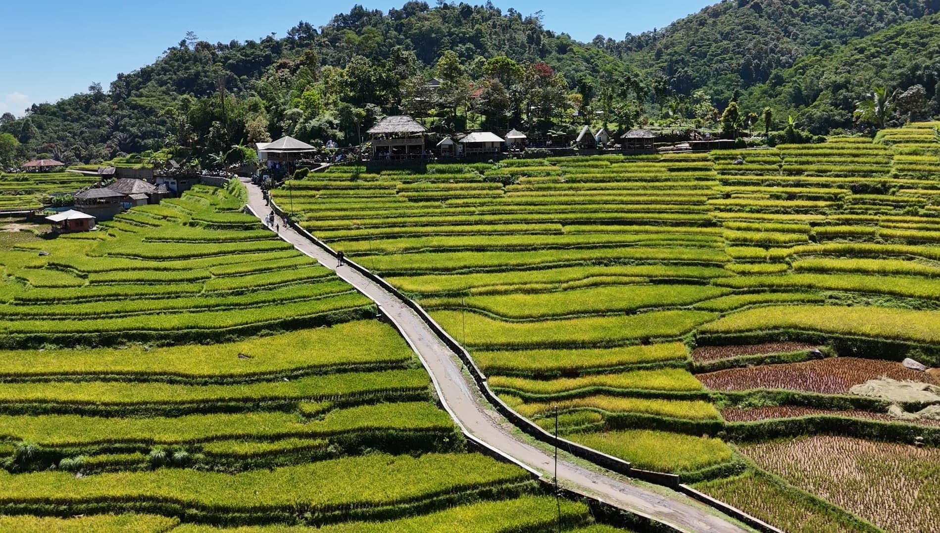 Terasering Sawah Desa Cisalada